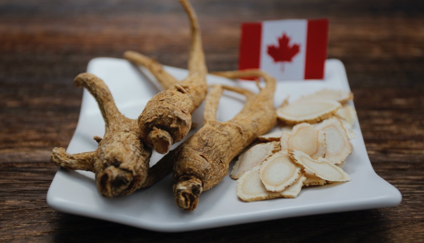 Ontario Ginseng root on plate with Canadian flag