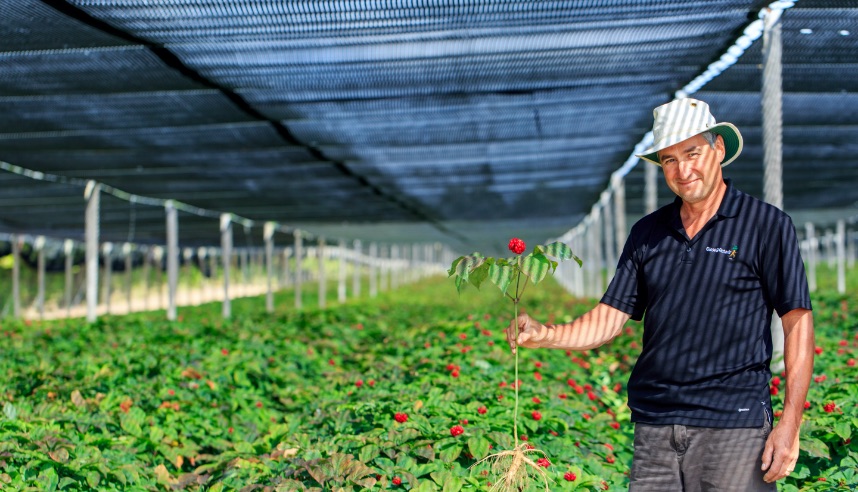 Ontario ginseng grower holding plant in amongst rows of ginseng plants