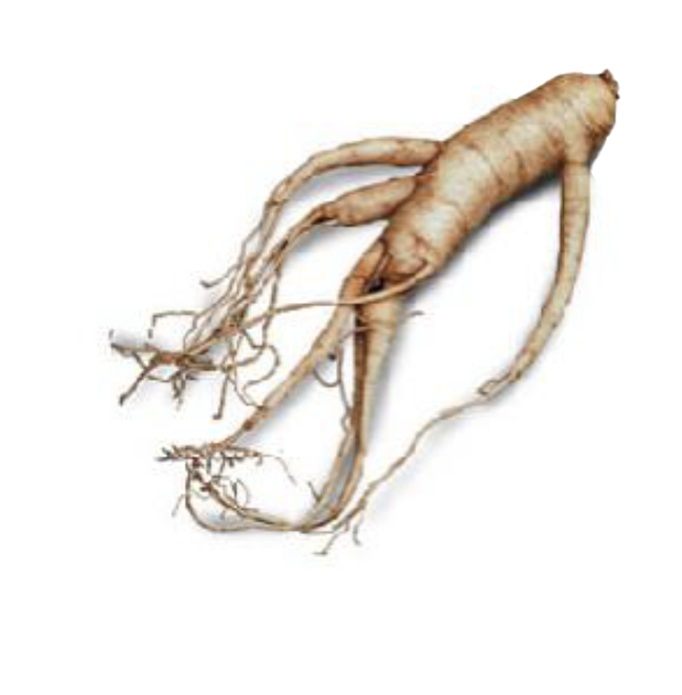 Illustration of ginseng root